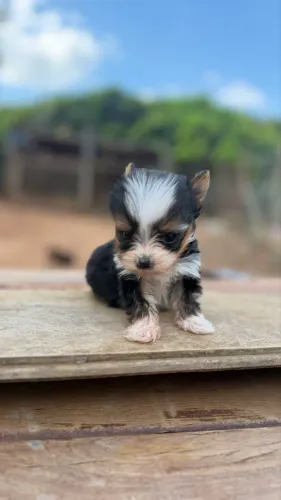 Macho de Biewer Micro