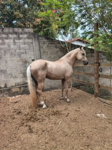 Mangalarga marchador