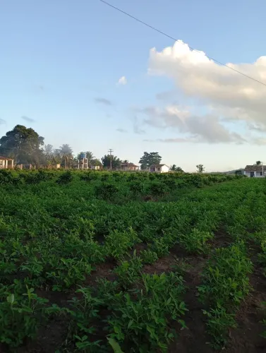 Vendo Sítio, 4 tarefas com 2 casas boa, localizado no povoado campestre, Pedrinhas