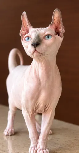 Lida gata Sphynx Elf