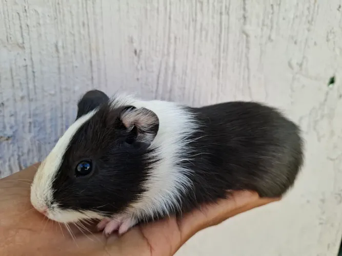 Porquinho da Índia