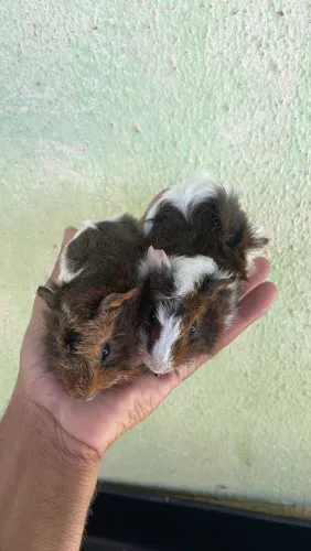 Tenho dois Filhote de porquinho da índia machinho 