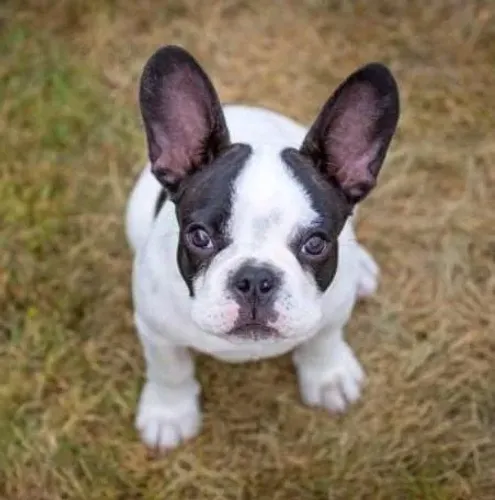 Bulldog Francês Filhotes Muito Companheirismo.