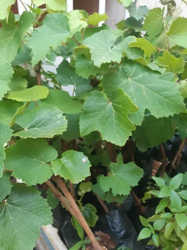 Mudas de uva