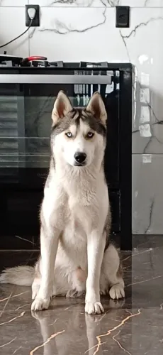 Procuro Fêmea de Husky Siberiano para cruzo
