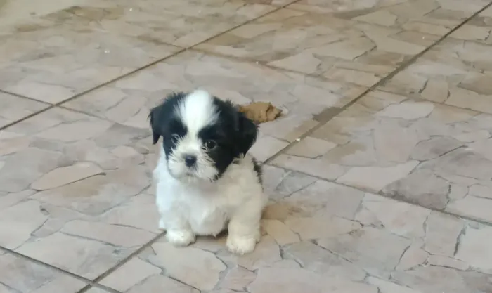  raça shih Tzu