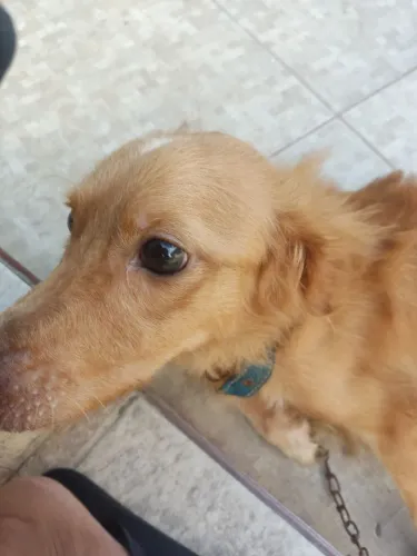 Estou doando meu cachorro por falta de tempo?