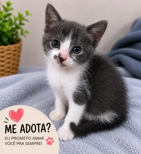 Gatinhos para adoção em Olinda/PE - filhotes caseiros, saudáveis e carinhosos