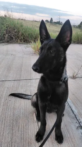 Pastor malinois femea