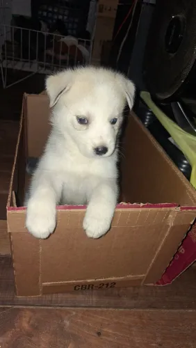 Filhote Fêmea Husky Siberiano 
