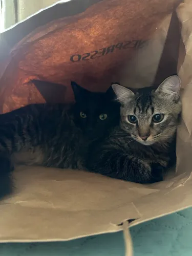 Gatos para doação