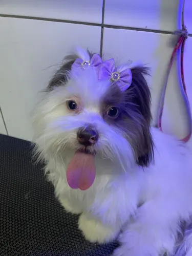 Troca cachorra shitzu fêmea 