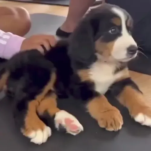 Filhotes de Bernese | Seu novo xodó pode estar aqui!