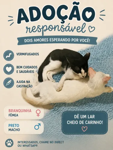 Gatinhos para doação