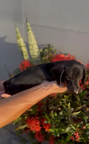 Dachshund Black Tan Macho