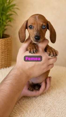 Lindos filhotes a sua espera