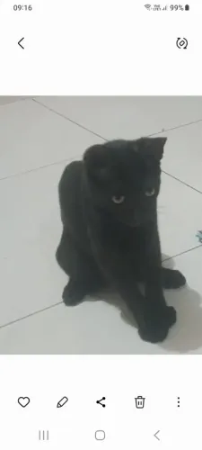 Gato macho