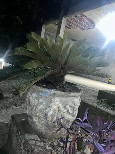 Cica Palmeira-Sagu Adulta + Vaso Grande de Cimento Decorado