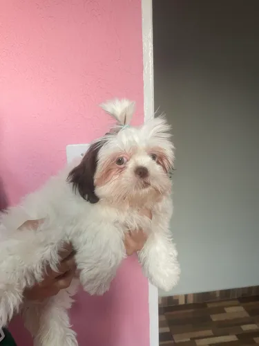 Cachorra shitszu