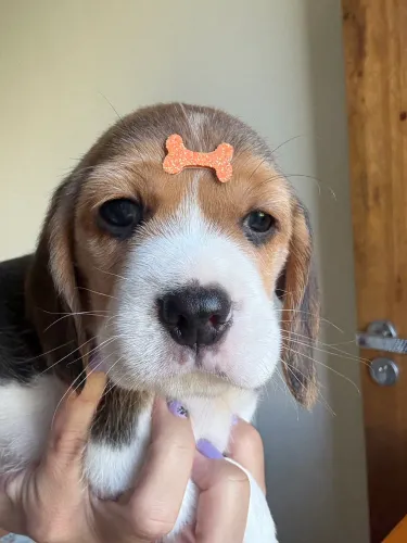 Beagle