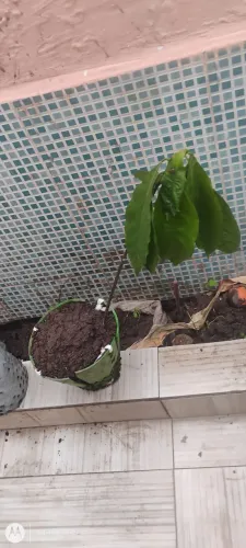Bonsai abacate