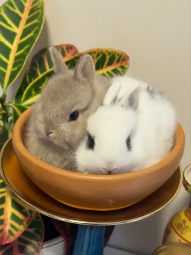 Coelho Netherland Dwarf 