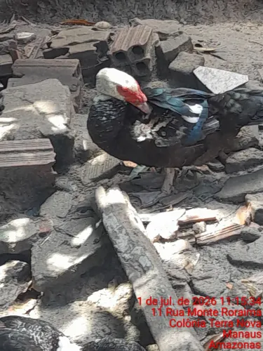 Vende-se pato macho