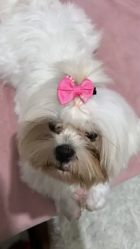 Shitzu fêmea