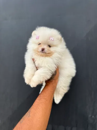 Lulu da pomerania anão - padrão baby ursinho