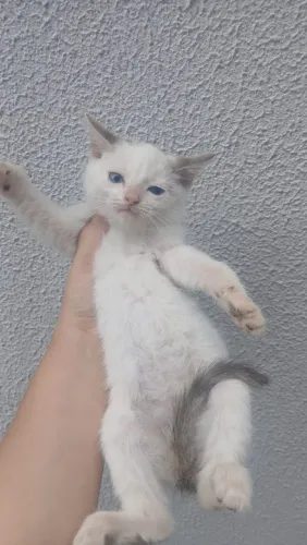 Doa-se gata fêmea filhote