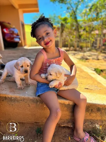 Filhote Labrador com Pedigree (Entrega gratuita) 12x no cartão