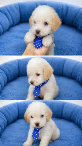 Poodle macho( olhos azuis) Perfeitooooooo