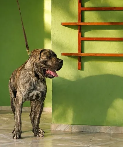 Presa Canário