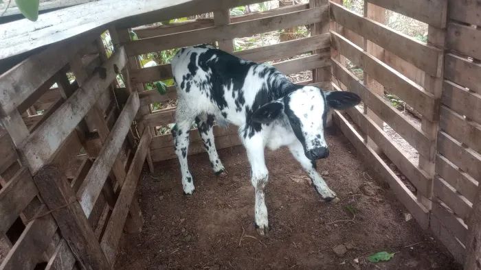 Bezerro girolando está na mamadeira