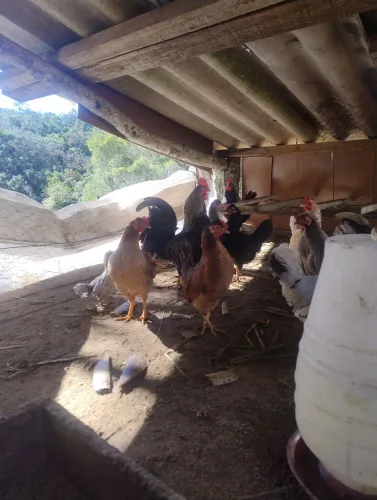Vende-se galinhas e galos garnisé