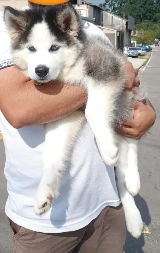 CACHORRO MACHO