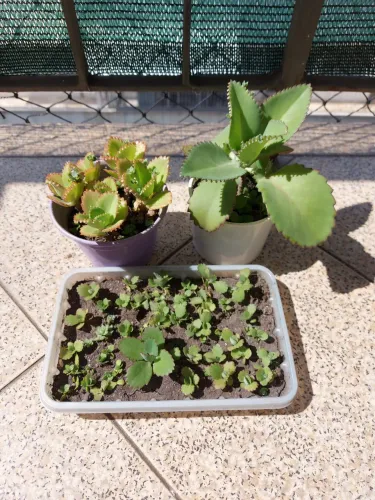 Kit com 3 Plantas Suculentas