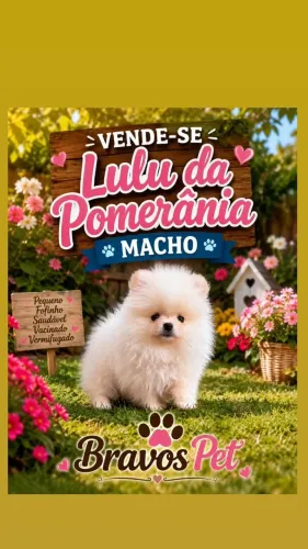 Lulu da Pomerânia macho