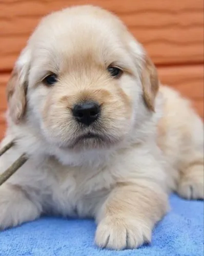 Golden Retriever - Premiada Nas Festa De Junho