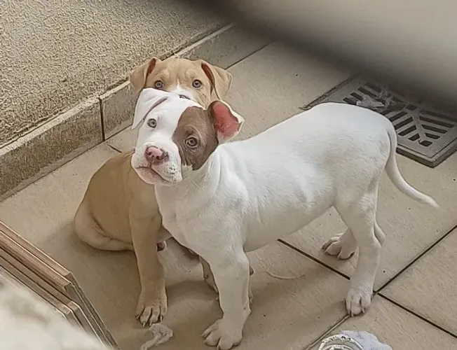 Pitmonster