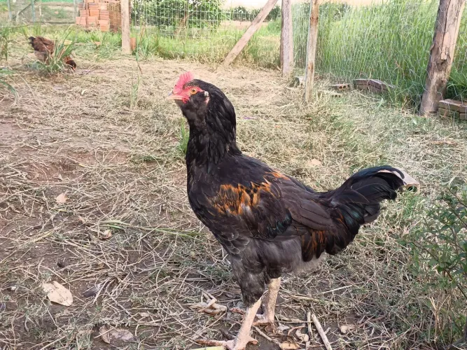 Frango 