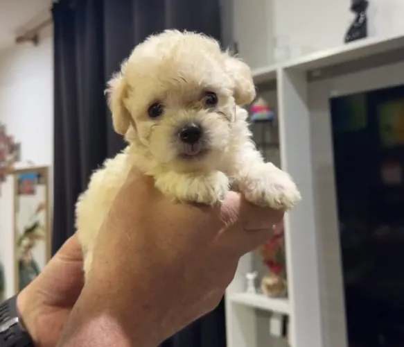 Poodle toy e miniatura macho e fêmea com kit grátis 