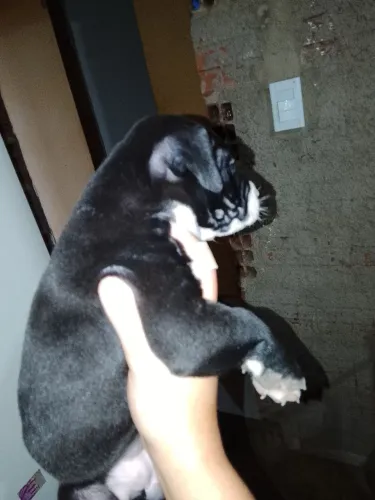 Animais