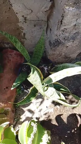 Plantas diversas