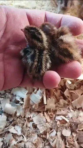 Codornas de 1 a 5 dias