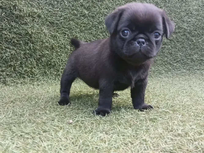 Pug fêmea 10×sem juros