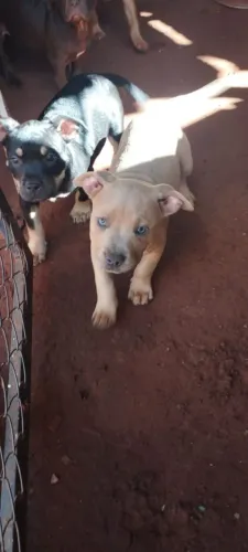 Venda Pitbull