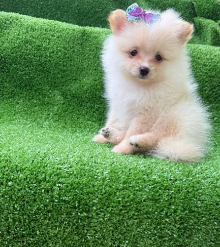 Lulu da Pomerânia 