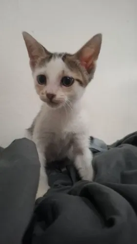 Doou gatinhos machos filhotes