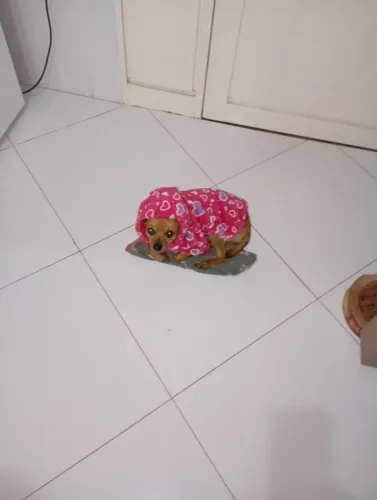 Roupinhas pra pets